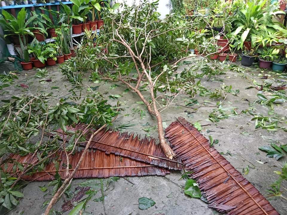 台風後の庭