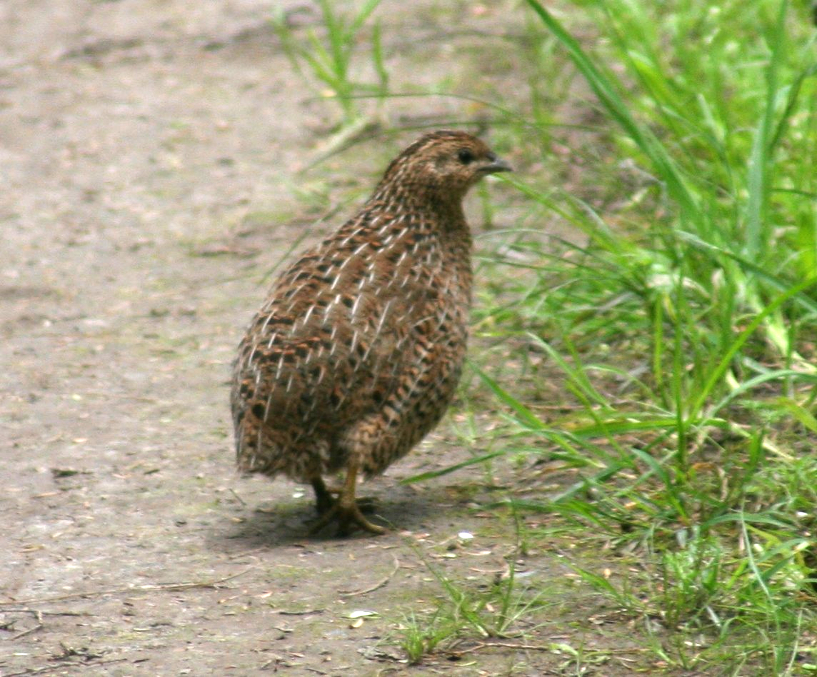 Brown_Quail