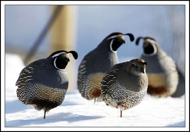 covey of quail